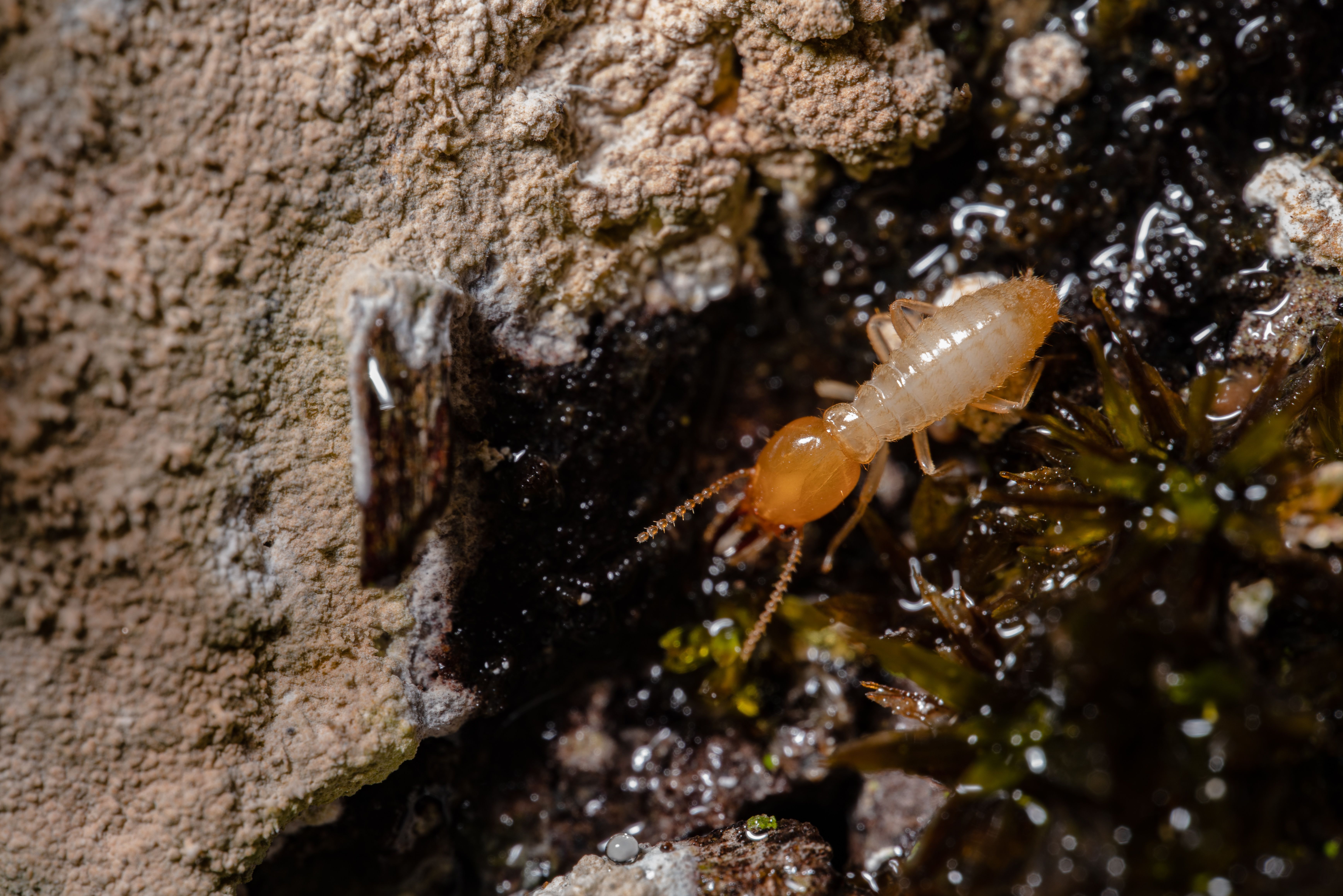 Inspection des boiseries pour le diagnostic termites — Cabinet Mansio Toulouse